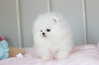 Rozkošná štěňátka z Pomeranian hračky