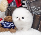 Rozkošná štěňátka z Pomeranian hračky