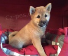 Rozkošná štěňata Shiba Inu.