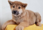 Rozkošná štěňata Shiba Inu.
