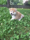 Rozkošný domov zvedl Akita Inu štěňata