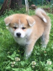 Rozkošný domov zvedl Akita Inu štěňata