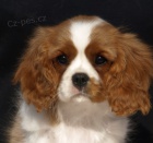 registrovaný kavalír king charles