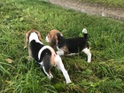 Mu�sk� a �ensk� Beagle
