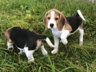 Mu�sk� a �ensk� Beagle