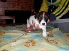 JACK RUSSELL TERRIER PUPPIES K DISPOZICI