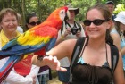samec a samice papouci modr a zlat macaws a klec