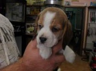 Beagle štěňata k dispozici