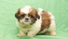 Štěňata Shih Tzu