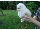 dvě krásná špic pomeranian štěňata