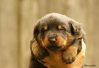 Beauceron, francouzský ovčá