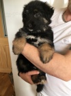 Roztomilá štěňata německého ovčáka