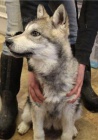 Hybrid Wolf štěňata muž a žena