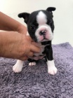 Dva Boston teriér mužské a ženské štěňata