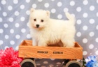 Samojed štěňata K dispozici Pro přijetí