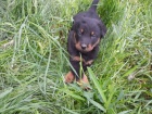 vzácná štěňátka Beauceron zoufale potřebují nové domovy