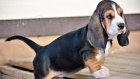 přátelská štěňátka BASSET HOUND pro přijetí
