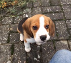 krásná štěňata Beagle pro přijetí