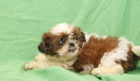 Štěňata Shih Tzu