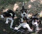 Beagle štěňata Hezká černá tři štěňata beagle. 11 týdnů. První a druhý výstřel a byl odčerven. Přijďte s jejich natáčeným záznamem.