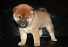 Shiba Inu tata k dispozici pro pijet, jsou veterini zkontrolovni, registrovn, zdravotn certifikt, zdravotn zruky, nemoci zdarma, v souasn dob na jejich zbry, budou pichzet se vemi zdravotnmi papry, hran hraek, jst manul, deky at