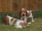 ORANGE ROAN COCKER SPANIEL ŠTĚŇATA