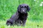 Briard s PP- štěně 
