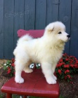 Nádherná samojedská štěňátka Registrovaný / registrovaný schopný, Aktuální očkování, Veterinární vyšetření, Zdravotní certifikát, Zdravotní záruka, Rodokmen, Cestovní přepravka.