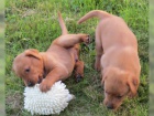 červená štěňata labrador připravena a zoufale potřebují nové domy co nejdříve. jsou očkováni a velmi přátelští