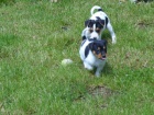 Jack Russell Terrier Budou přicházet s roční zdravotní zárukou, hrát hračky a některé další věci.