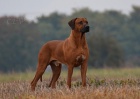 Rhodesian Ridgeback štěňata