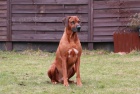 Rhodesian Ridgeback štěňata