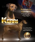 Rhodesian Ridgeback štěňata