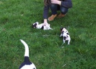 Krásná pravá černá / bílá Jack Russell štěňátka