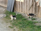 Sladká samci a samice štěňata Beagle pro přijetí