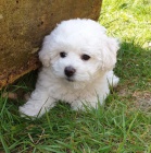 Milující Bichon Frize štěňata připravena pro Rehoming