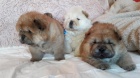 K dispozici je ohromující štěňátko Chow Chow Chow Chow