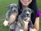 naši američtí Pitbull teriér štěňata mají vynikající postavy, toaletu a bednu vyškoleni, a jsou to skvělé zábavné, zdravé, drzé malé chaps, kteří nyní potřebují doma zavolat své vlastní.