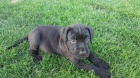 Americk bandog - nabdka tat