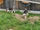 Rozkošný Beagle štěňata pro hledání milující domov.Velmi krásný andadorable. ckc registrován. Jsou připraveni jít do svých domovů navždy