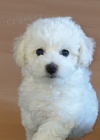 Milující Bichon Frize štěňata připravena pro nové domovy