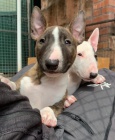  štěňátk BULL TERRIER (100% čistokrevná). Pěkné a zdravé! Vet zkontrolován, proud na záběrech / odčervení a mikročip. Nádherné dispozice a vynikající rodokmen.