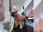 Rozkošný mops  štěňata pro přijetí hledá novou rodinu miluje hrát s dětmi a jít kolem parku jsou tak nádherné, takže pro více informací