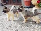 akita akita S potěšením oznamujeme, že naše krásná štěňátka Akita jsou nyní k dispozici ke sledování. Štěňátka mají fantastickou kvalitu, chovají nás a starají se o nás v milujícím domově