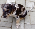Louisiánský leopardí pes Catahoula