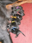 Rotvajler , rottweiler - tata s PP