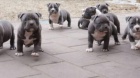 Americký Pitbull teriér štěňata bílá 5 generací rodokmenu 5 mužů a 6 fen k dispozici.