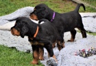 gordon setter připraven tento týden jít do nových domovů,