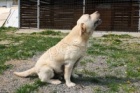 Labrador světlý
