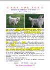 BARUNKA hled urychlen nov domov - Pelou /Pardubicko